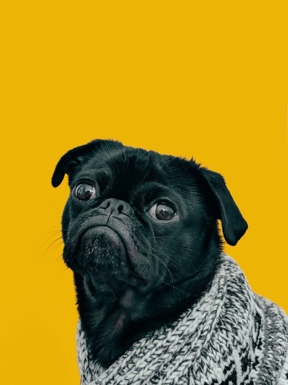 Juodas mopsas geltoname fone